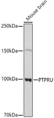 Western Blot PTP pi/PTPRU Antibody - Azide and BSA Free